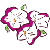 Петуньи