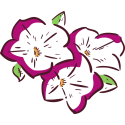 Петуньи