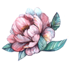 Watercolor Peony