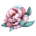 Watercolor Peony